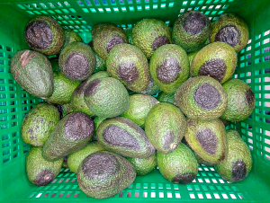 Cómo evitar el riesgo de Black Spot en la palta peruana