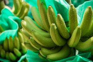 Las exportaciones de banano de Colombia repuntaron en el primer semestre: crecieron 22%