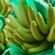Las exportaciones de banano de Colombia repuntaron en el primer semestre: crecieron 22%