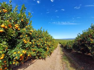 Encuesta destaca a fruticultura chilena como una industria cercana y confiable