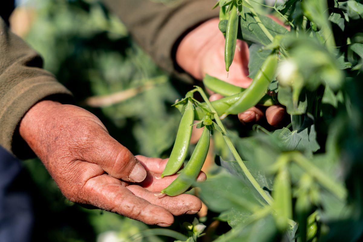FairFruit amplía temporada de arvejas peruanas en Europa gracias a nuevas alianzas locales