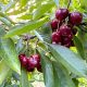 Costos y estrategias para aumentar la utilidad marginal en cerezo