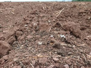 Cultivos de trigo incrementarían sus rendimientos y la disponibilidad de nutrientes en el suelo con el uso de gallinaza