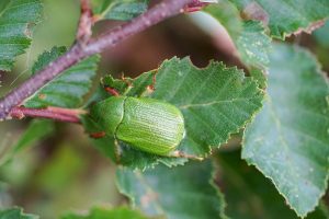 Las plagas que más afectan a los avellanos
