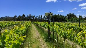 Con éxito finalizó el Programa FNDR “Fortaleciendo la Productividad de Los Viñateros de La Araucanía”
