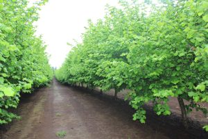 Bioestimulantes y portainjertos, valiosas herramientas en la modernización del avellano