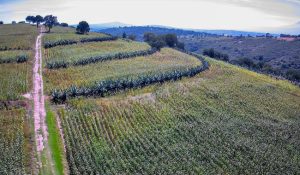 La FAO reconoce al Sistema Agrícola Metepantle de Tlaxcala como Patrimonio Agrícola Mundial