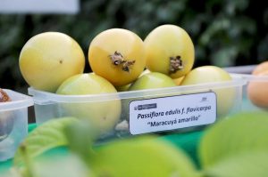 Expertos enfatizan la necesidad del desarrollo de tecnologías para mejorar la sanidad y competitividad del cultivo