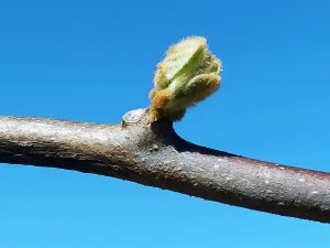 Un mes clave para el kiwi a nivel fitosanitario