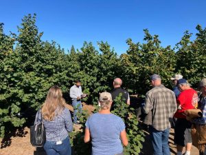 Nuevas variedades de avellano: alta densidad y productividad son fundamentales