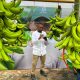 Un modelo de negocio enfocado en los pequeños y medianos productores de plátano en Colombia