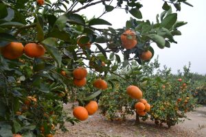 Exportadora israelí adquirió agrícola peruana para ampliar su oferta de frutas