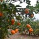 Exportadora israelí adquirió agrícola peruana para ampliar su oferta de frutas
