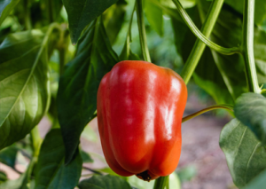 Tras 16 años de negociaciones, el pimiento morrón producido en México llegará a Japón