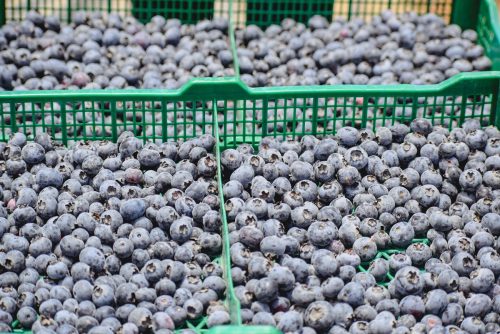 Nuevo ajuste en la proyección de exportaciones de arándanos plantea una caída de 10,3%