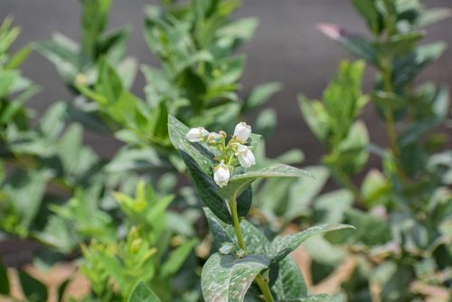 El delicado arte de inducir la floración en arándanos