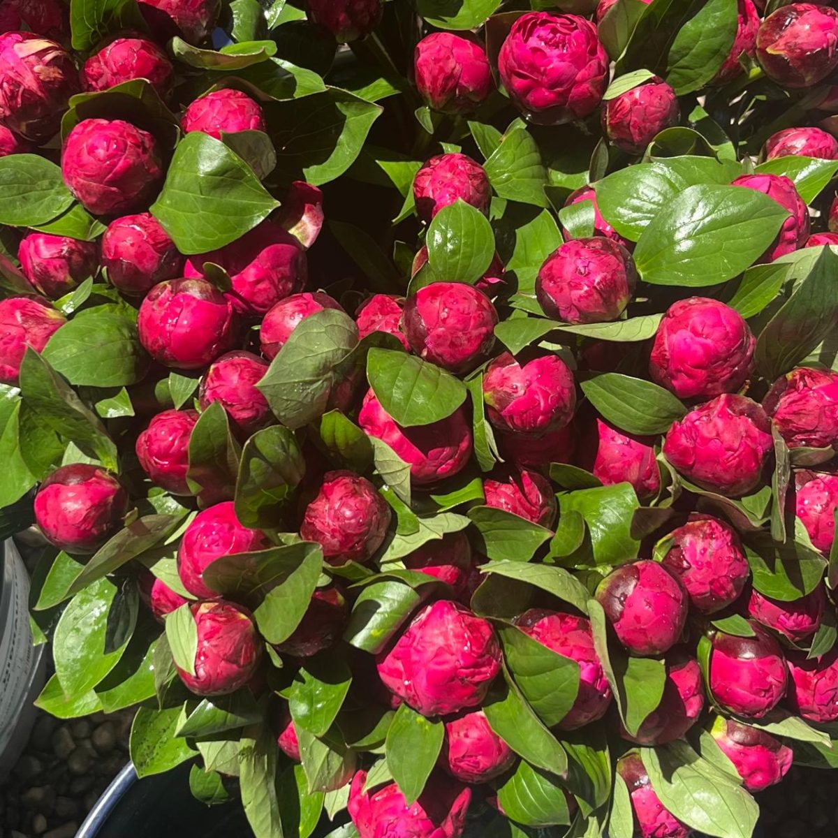 Llega a Brasil la primera exportación de peonías chilenas