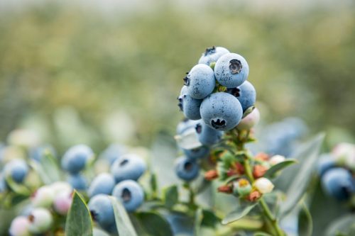 La ruta del arándano: Camposol desde dentro