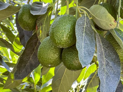 El rol clave del porcentaje de materia seca a cosecha
