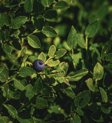 La amenazante alianza de roya y oidio en arándanos