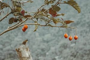 Una hormona vegetal sería el 