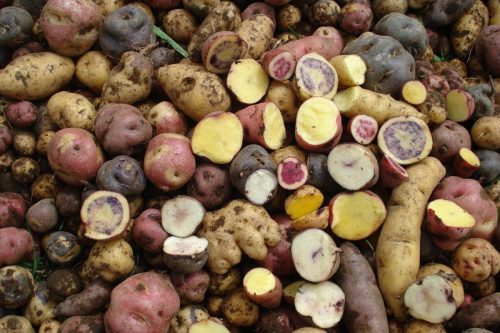 Cinco tipos de papa criolla colombiana logran usar con mayor eficiencia el nitrógeno del suelo