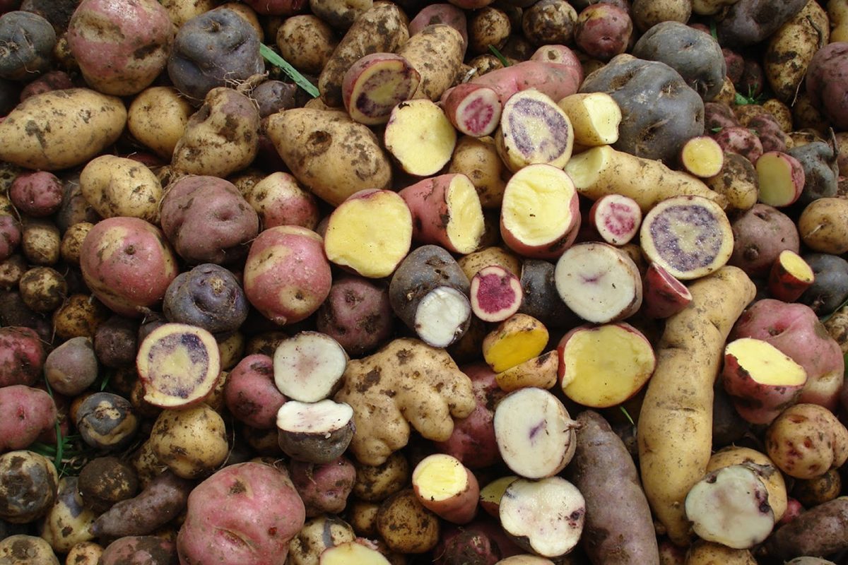 Cinco tipos de papa criolla colombiana logran usar con mayor eficiencia el nitrógeno del suelo