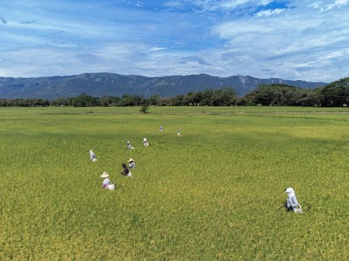 Modelo climático anticipa las enfermedades que atacan los cultivos de arroz en Colombia
