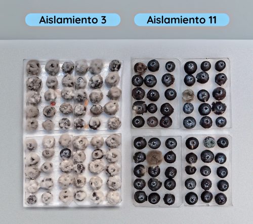 FUNG-Apply®, la Solución Eficaz para el Control de Moho Gris en Arándanos