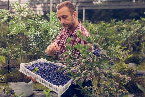 Optimización nutricional para impulsar la competitividad agroexportadora