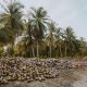 El departamento de Córdoba se consolida como epicentro del coco en Colombia y abre nuevas oportunidades de inversión