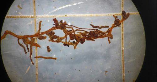 Impacto de los nematodos en la producción de cerezo en Chile