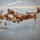 Impacto de los nematodos en la producción de cerezo en Chile