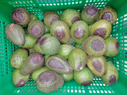 Cómo evitar el riesgo de Blackspot en palta/aguacate