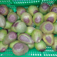 Cómo evitar el riesgo de Blackspot en palta