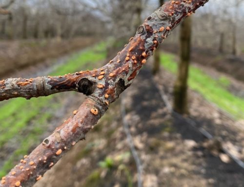 Condiciones climáticas en Chile aumentan riesgo de hongos en frutales
