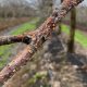 Condiciones climáticas en Chile aumentan riesgo de hongos en frutales