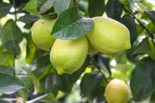 Virus y viroides en cítricos: amenaza permanente