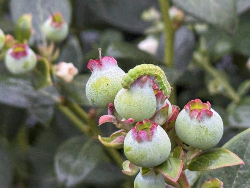 El arándano bajo presión: las plagas que ponen a prueba el cultivo