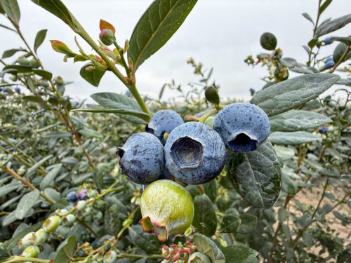 "La variedad que se está eligiendo debe producir una fruta mejor que el promedio"