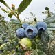 "La variedad que se está eligiendo debe producir una fruta mejor que el promedio"