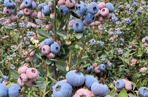 Agua y arándanos: Inversión inteligente para una competitividad sostenible