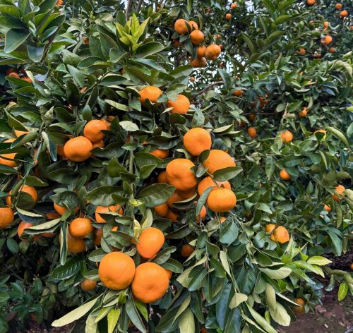 Calibre y color como sello de competitividad en Chile