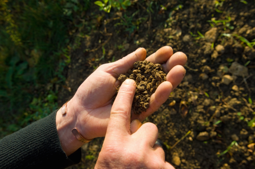 COP30 en Brasil: cinco soluciones innovadoras para impulsar la agricultura regenerativa y la seguridad alimentaria global
