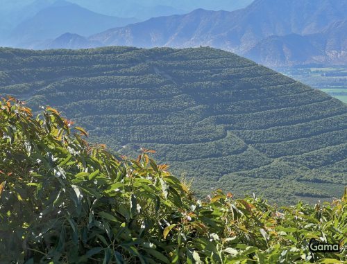 El palto en Chile: un cultivo regenerativo