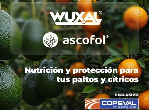 Manejo nutricional en cítricos y paltos: eficiencia y tecnología aplicada