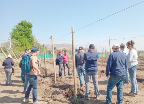 Uso eficiente del agua, desafío permanente en la agricultura del valle de Aconcagua
