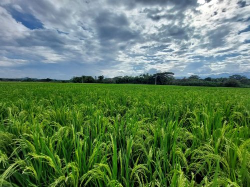 Colombia cuenta con una nueva variedad de arroz: es resistente a los herbicidas