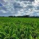 Colombia cuenta con una nueva variedad de arroz: es resistente a los herbicidas