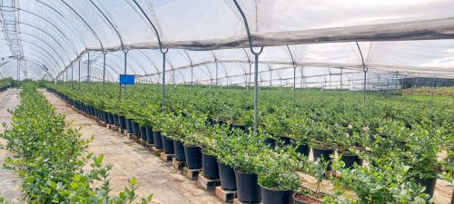 Colombia, el gran mercado para el arándano colombiano